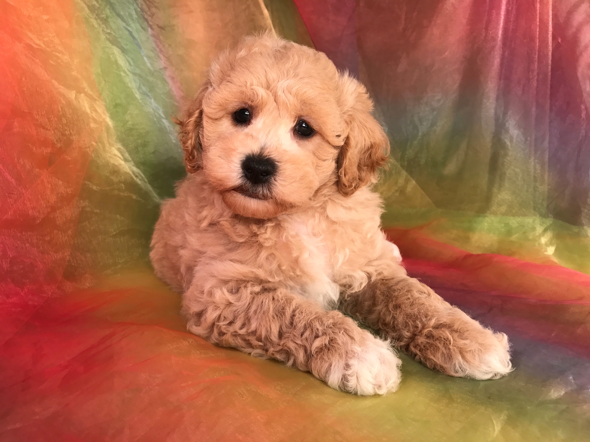 Buff and White, Male, Bichon Poodle Puppy for Sale 